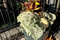 Fall-Planters-2