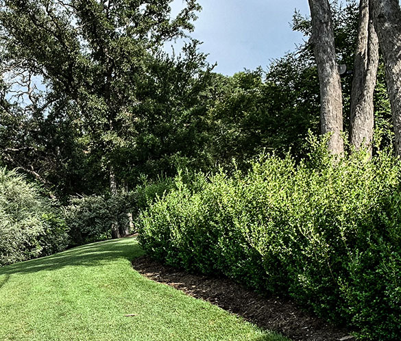 Shrub Pruning & Trimming Services in Waco, Texas - 254 Lawns